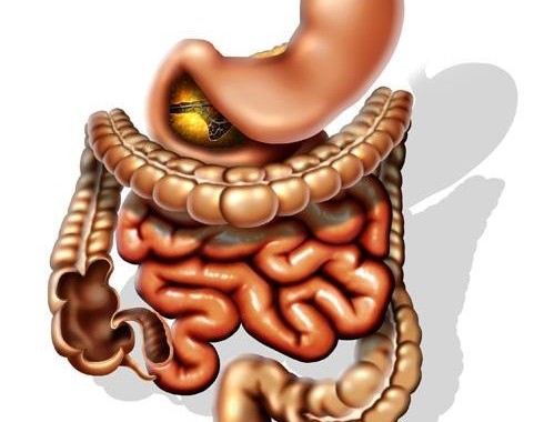 Digestive System